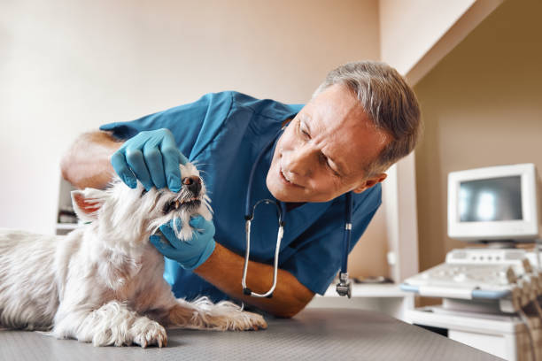 Best Emergency Root Canal Treatment in Allen Park, MI